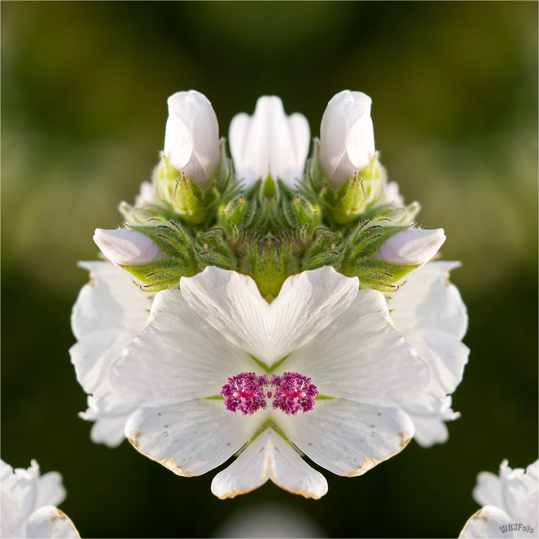 Eibischblüten - Spiegelei