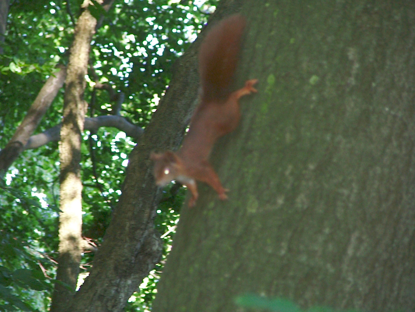 Eicchhörnchen