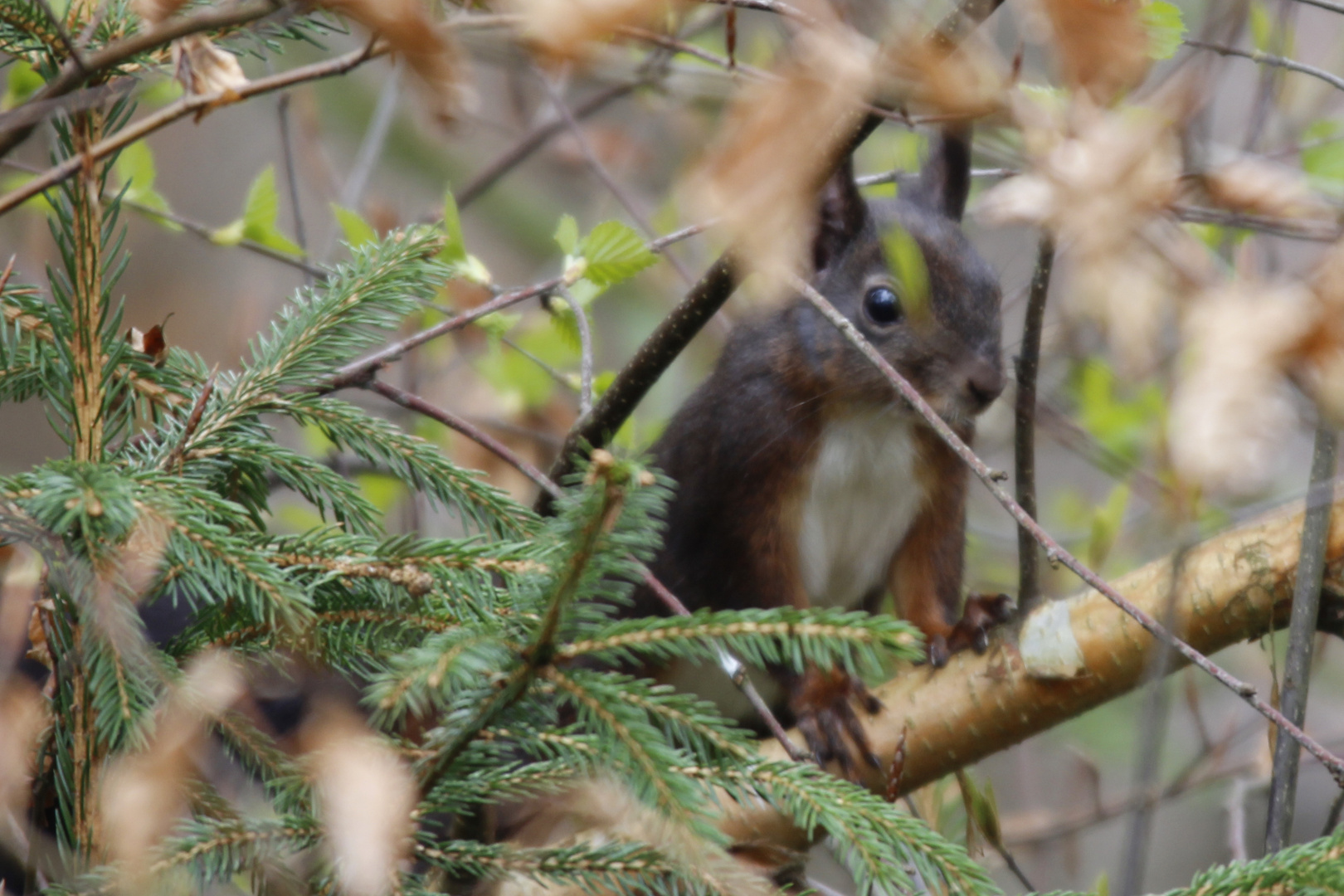 Eich-Hörnchen