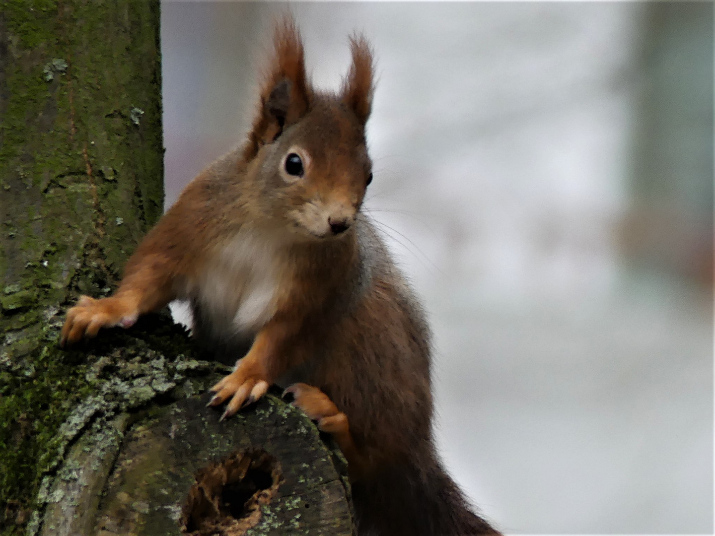 Eich - hörnchen