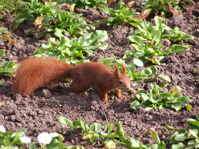 Eich mit hörnchen :)