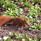 Eich mit hörnchen :)