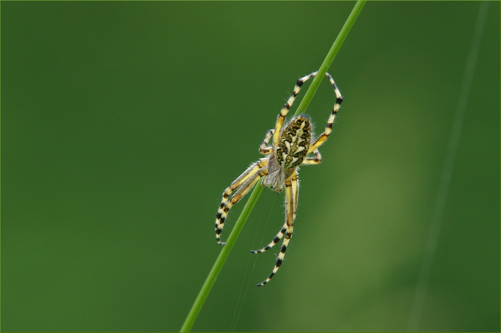 Eichblatt Radnetz Spinne