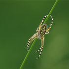 Eichblatt Radnetz Spinne