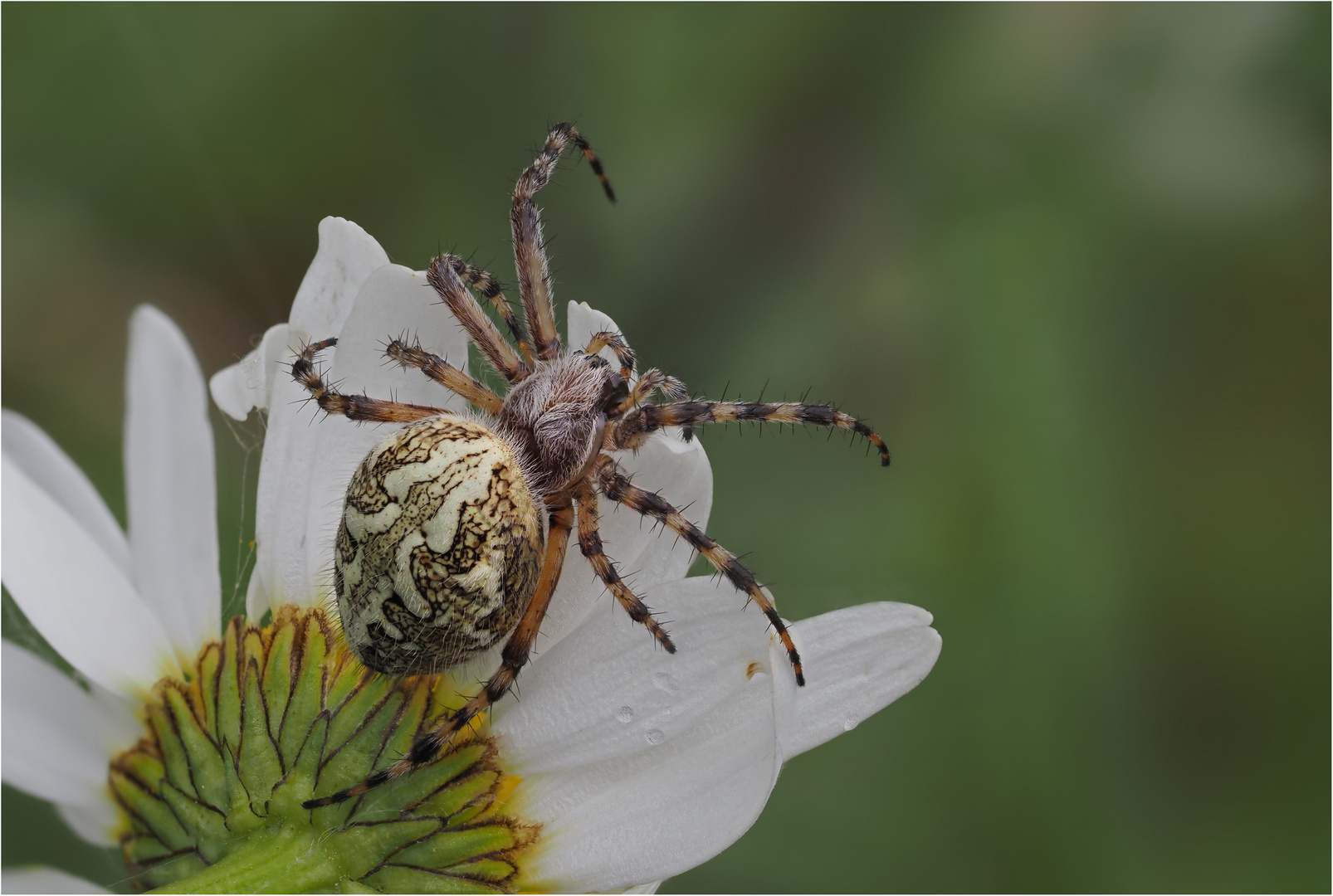 Eichblatt-Radnetzspinne