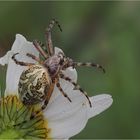 Eichblatt-Radnetzspinne