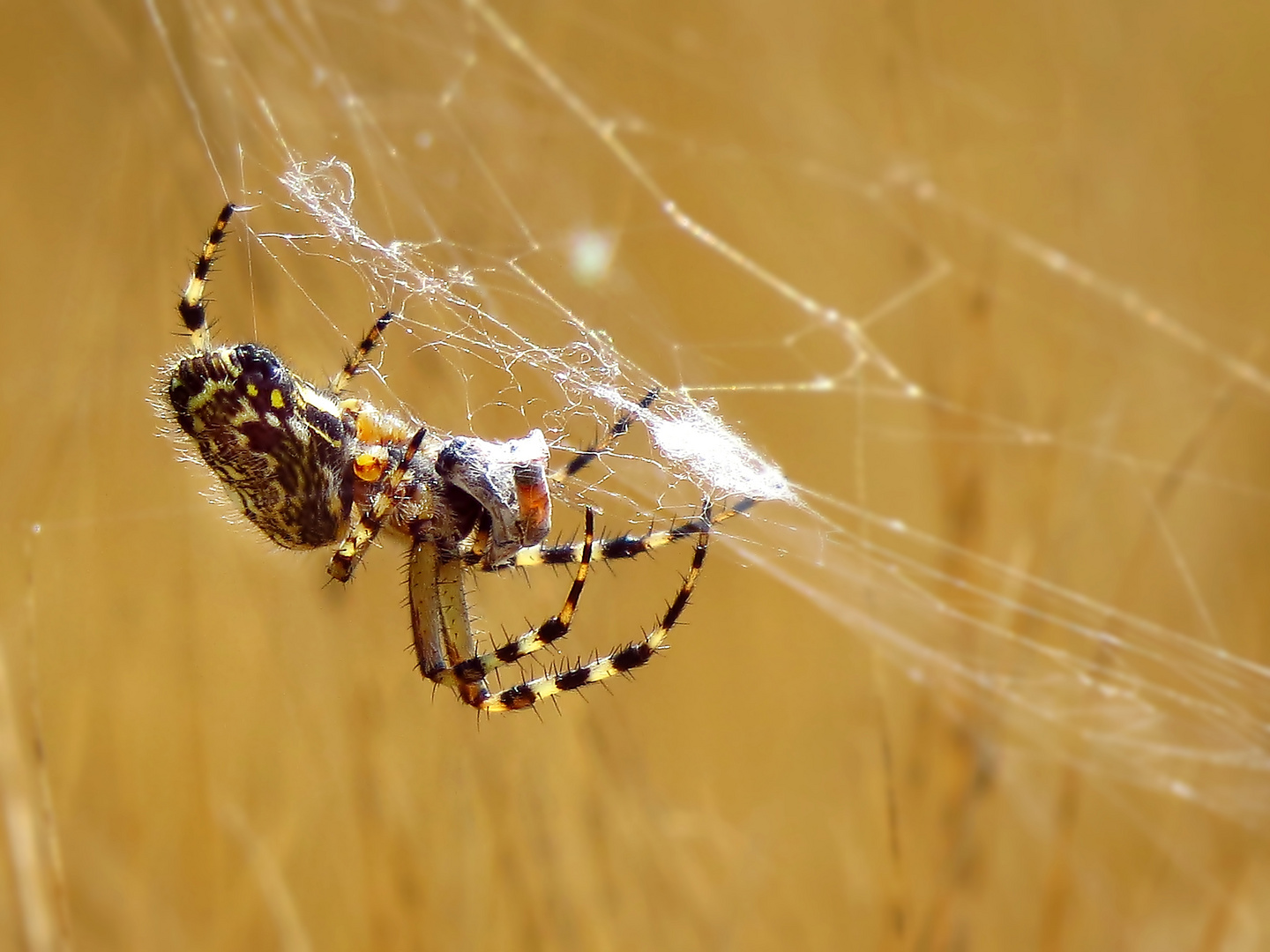 Eichblatt-radnetzspinne