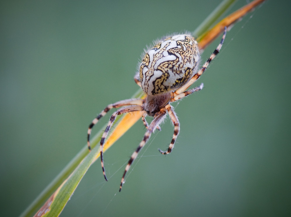 eichblatt-radnetzspinne