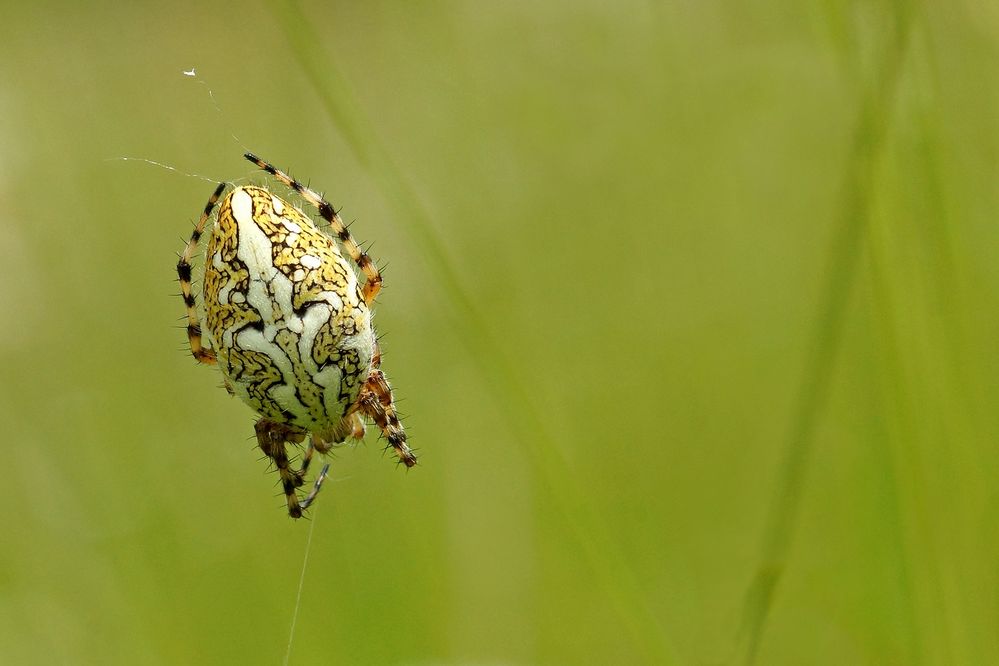 Eichblatt-Radnetzspinne