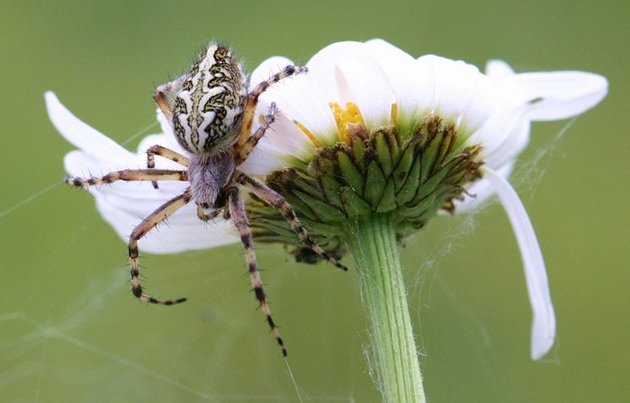 Eichblatt-Radnetzspinne