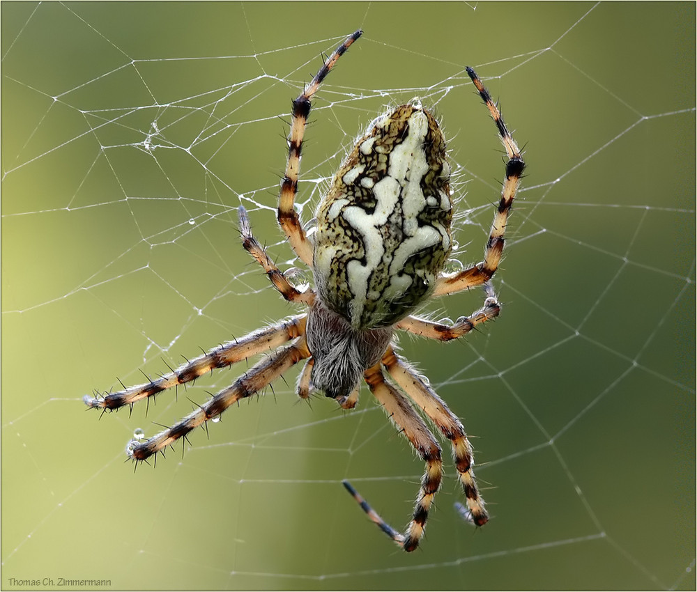 Eichblatt -Radnetzspinne