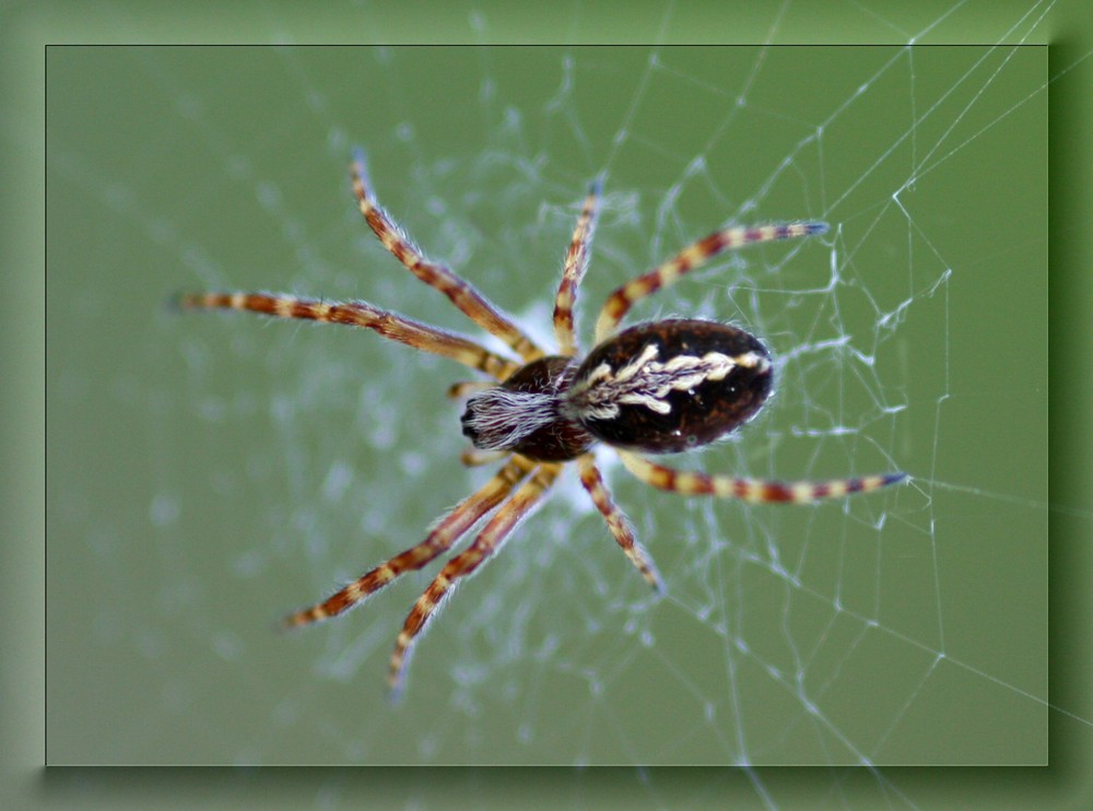 Eichblatt-Radnetzspinne