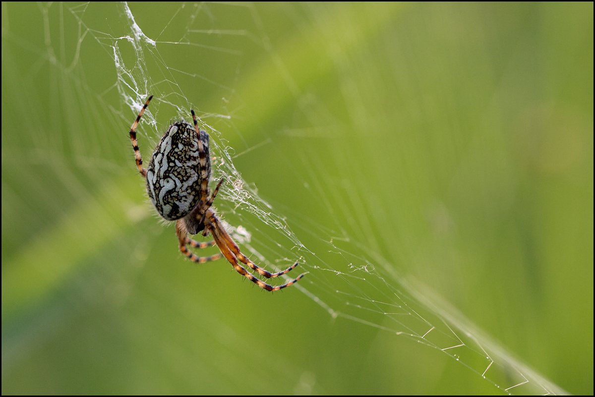 Eichblatt Radnetzspinne