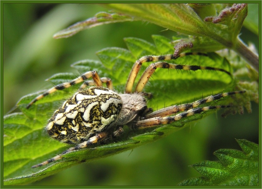 Eichblatt Radnetzspinne