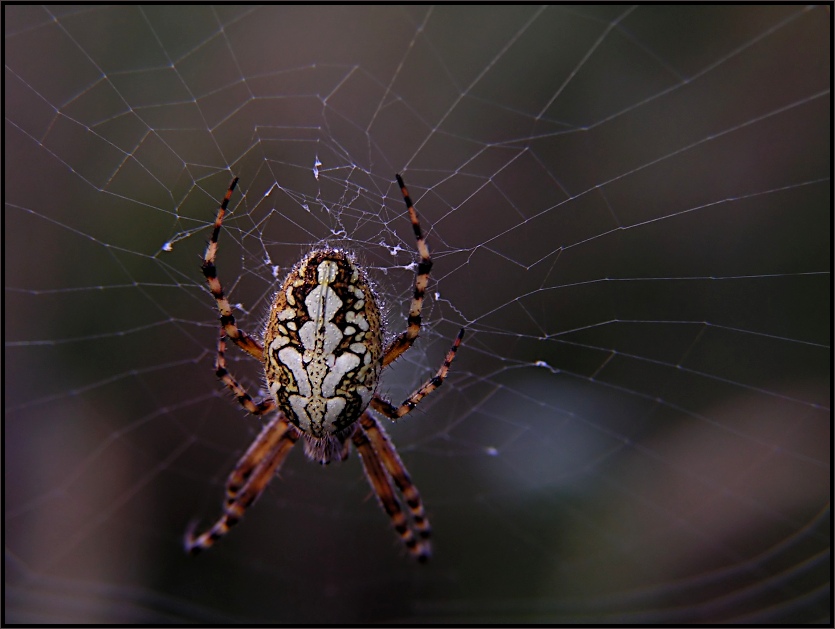 Eichblatt Radnetzspinne