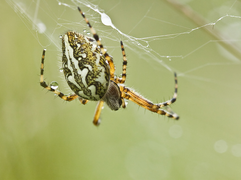 Eichblatt-Radnetzspinne (Aculepeira ceropegia)