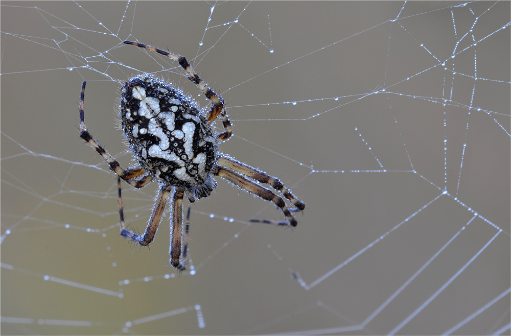 Eichblatt-Radnetzspinne Aculepeira ceropegia