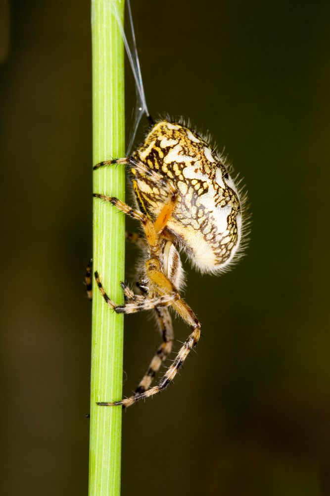 Eichblatt-Radnetzspinne (Aculepeira ceropegia) - Aculepeira ceropegia