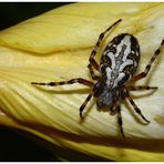 Eichblatt-Radnetzspinne (Aculepeira ceropegia)