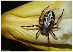 Eichblatt-Radnetzspinne (Aculepeira ceropegia)