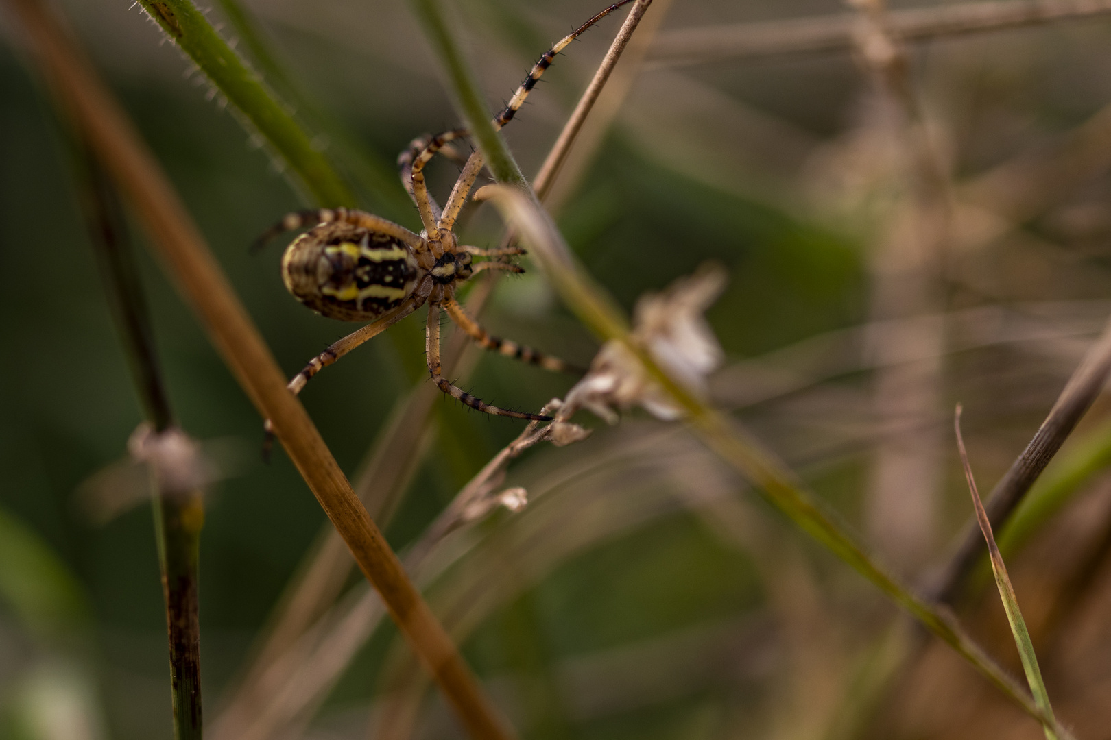 Eichblatt-Radnetzspinne