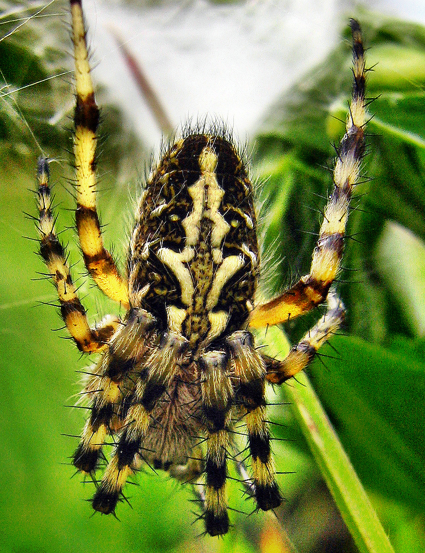 Eichblatt-Radnetzspinne...