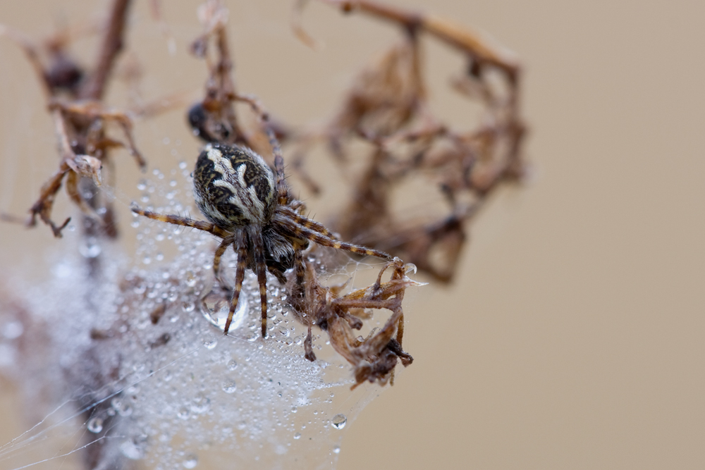 Eichblatt-Radnetzspinne