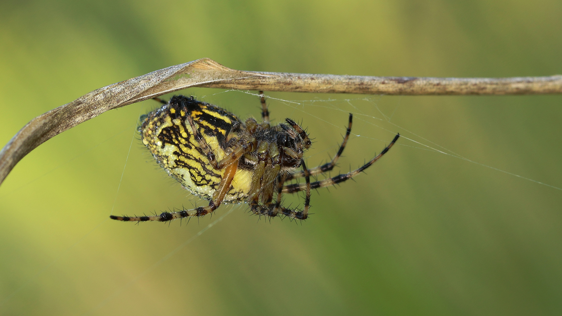 Eichblatt Radnetzspinne... 