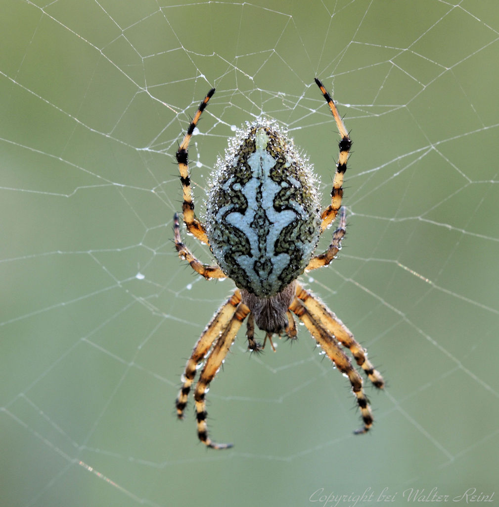 Eichblatt Radnetzspinne