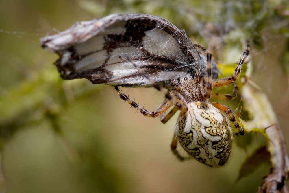 eichblatt-radnetzspinne