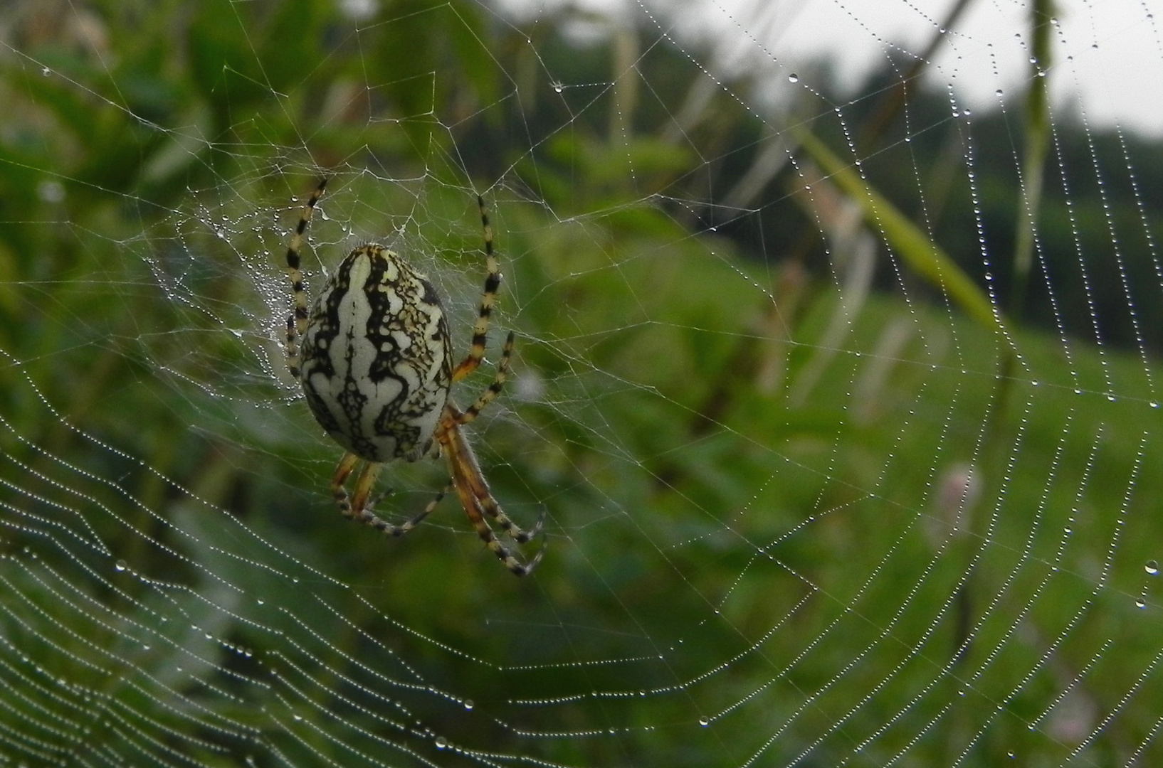 Eichblatt- Radnetzspinne