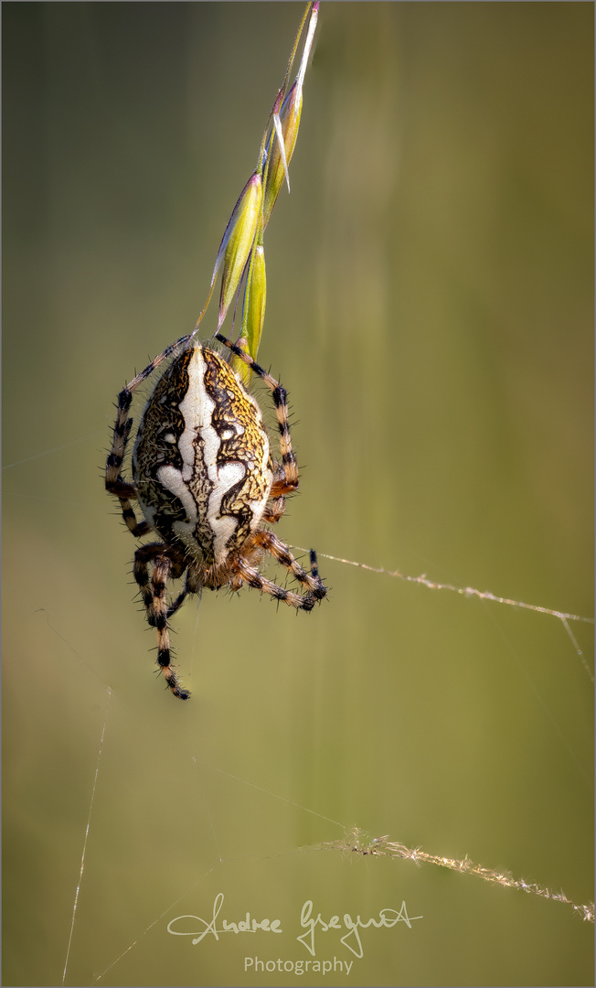 Eichblatt-Radnetzspinne