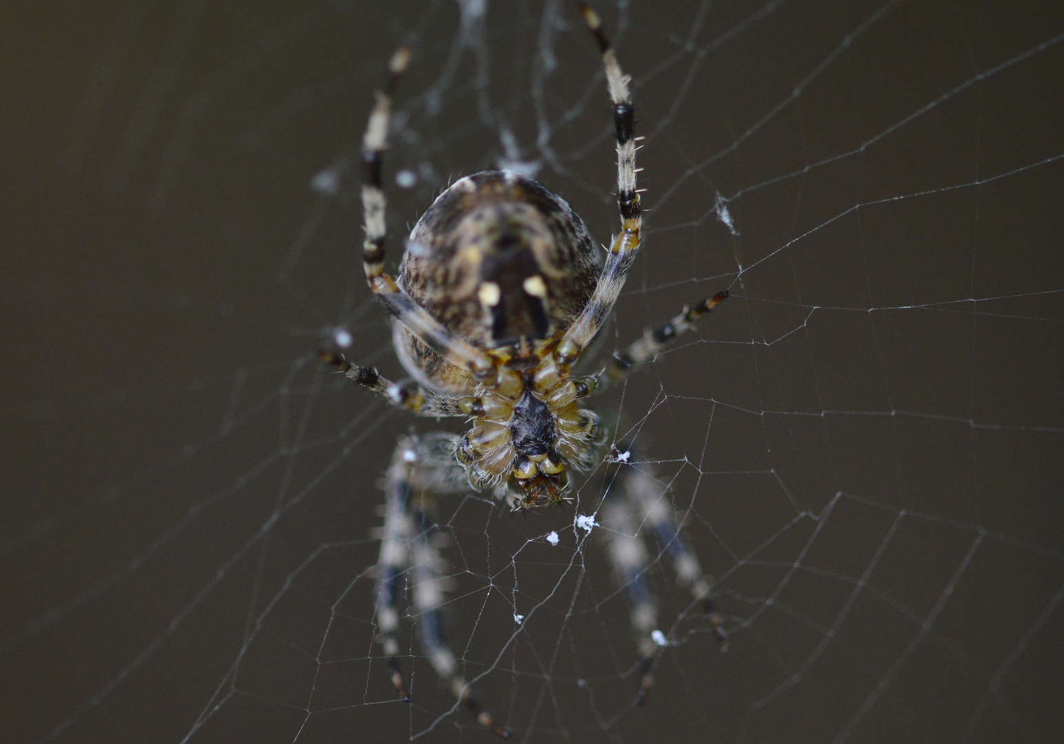 Eichblatt-Radnetzspinne von unten