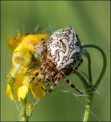 Eichblatt-Radnetzspinne2