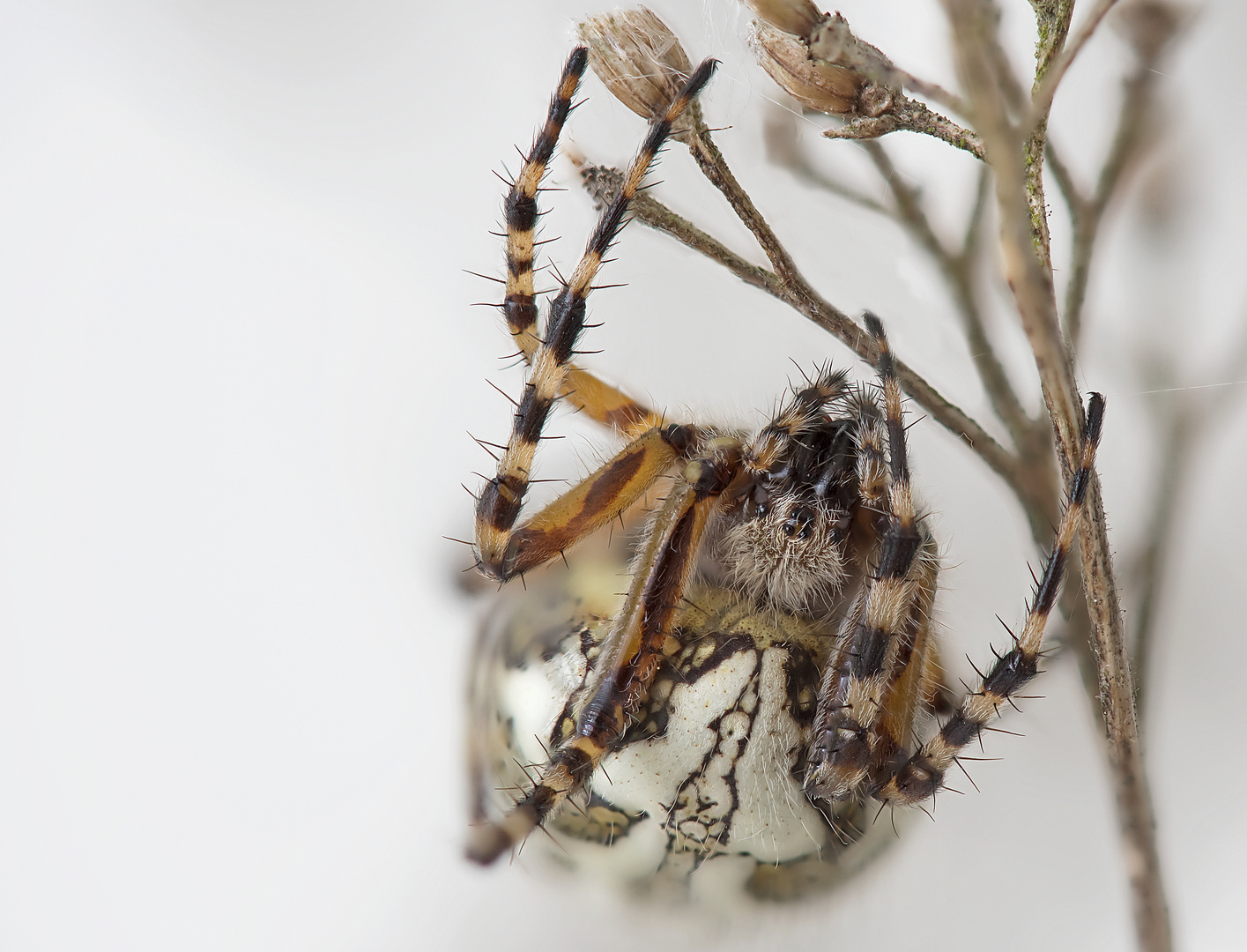 Eichblatt Radspinne