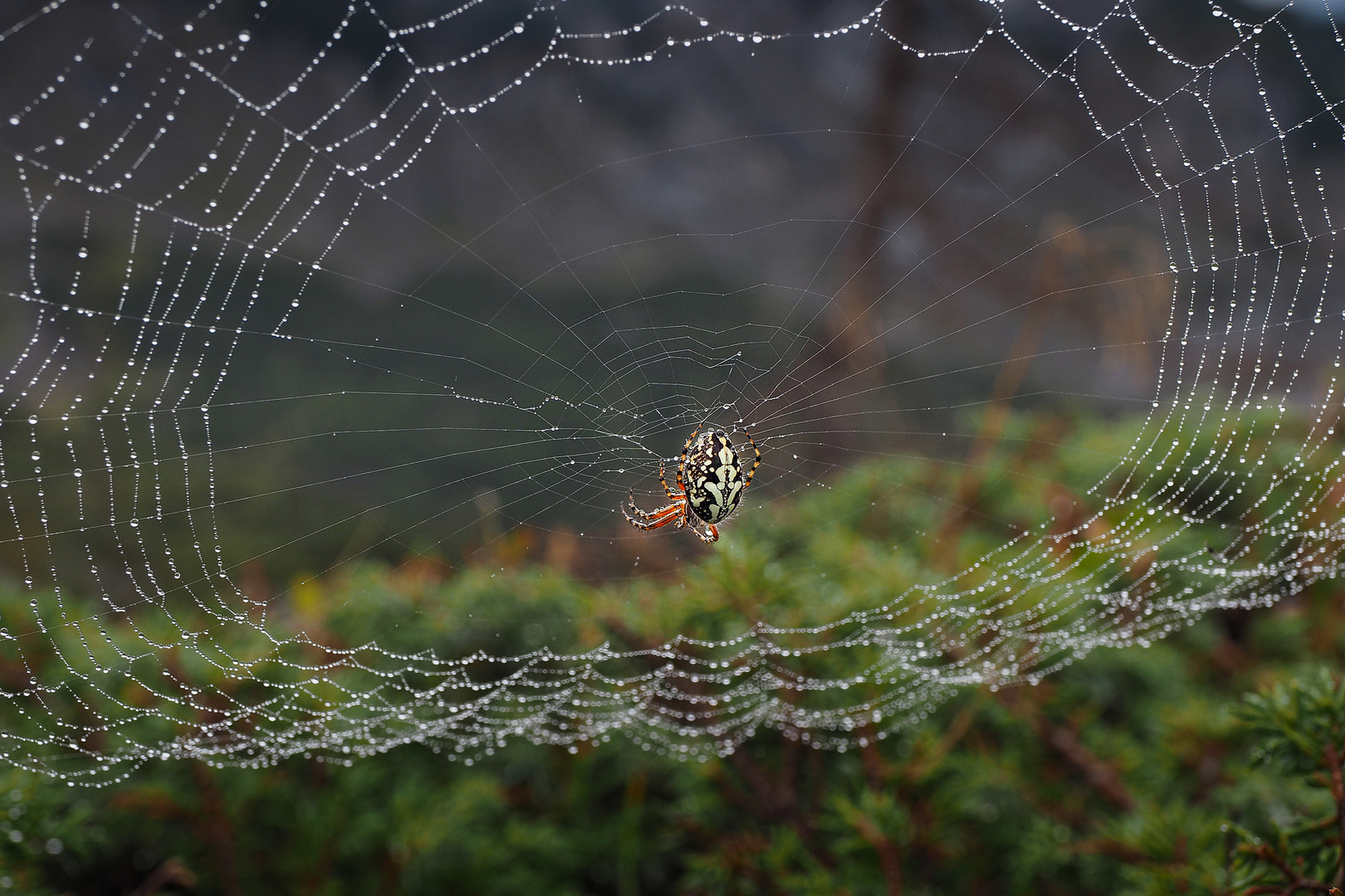 ...Eichblatt-Radspinne...