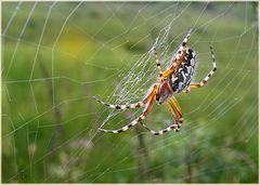 Eichblatt-Radspinne