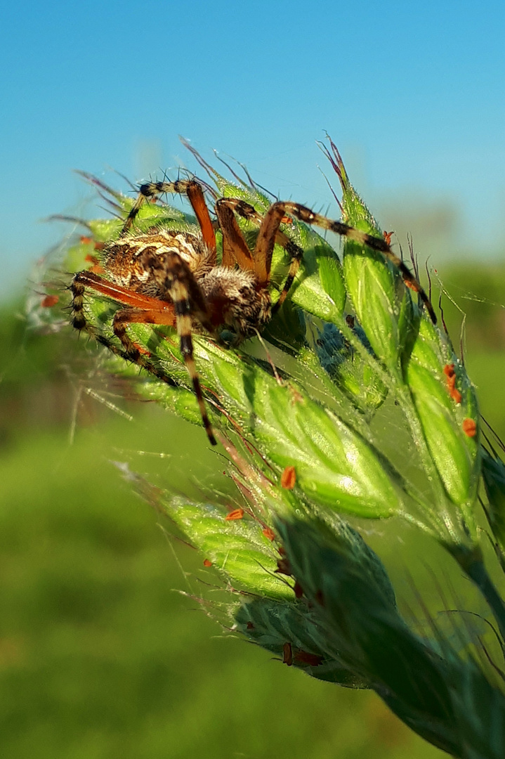 Eichblatt-Radspinne