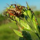 Eichblatt-Radspinne