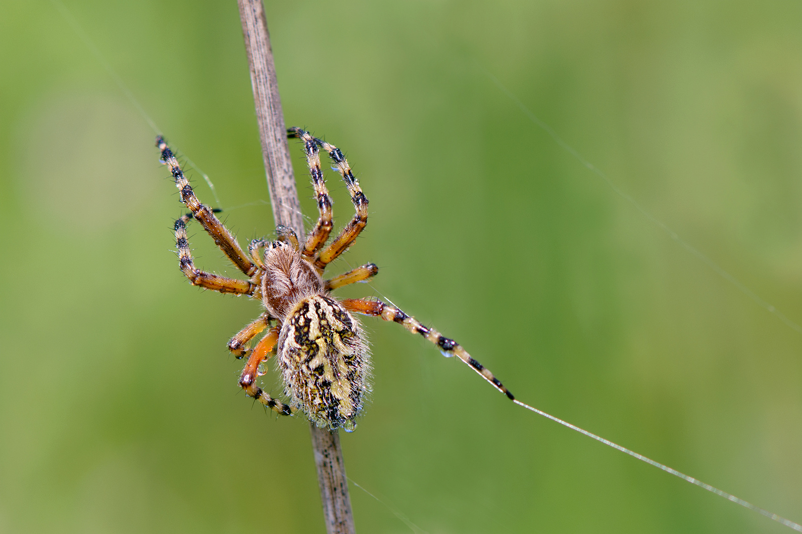 Eichblatt-Radspinne