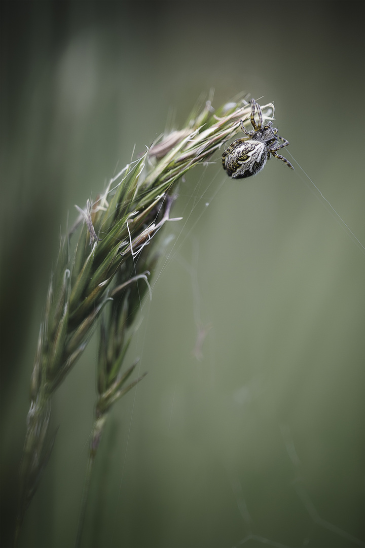 Eichblatt-Radspinne