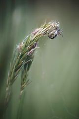 Eichblatt-Radspinne