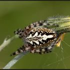 Eichblatt-Radspinne (Aculepeira ceropegia) 