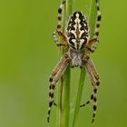 Eichblatt-Radspinne (Aculepeira ceropegia)