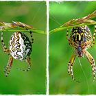 Eichblatt-Radspinne (Aculepeira ceropegia)