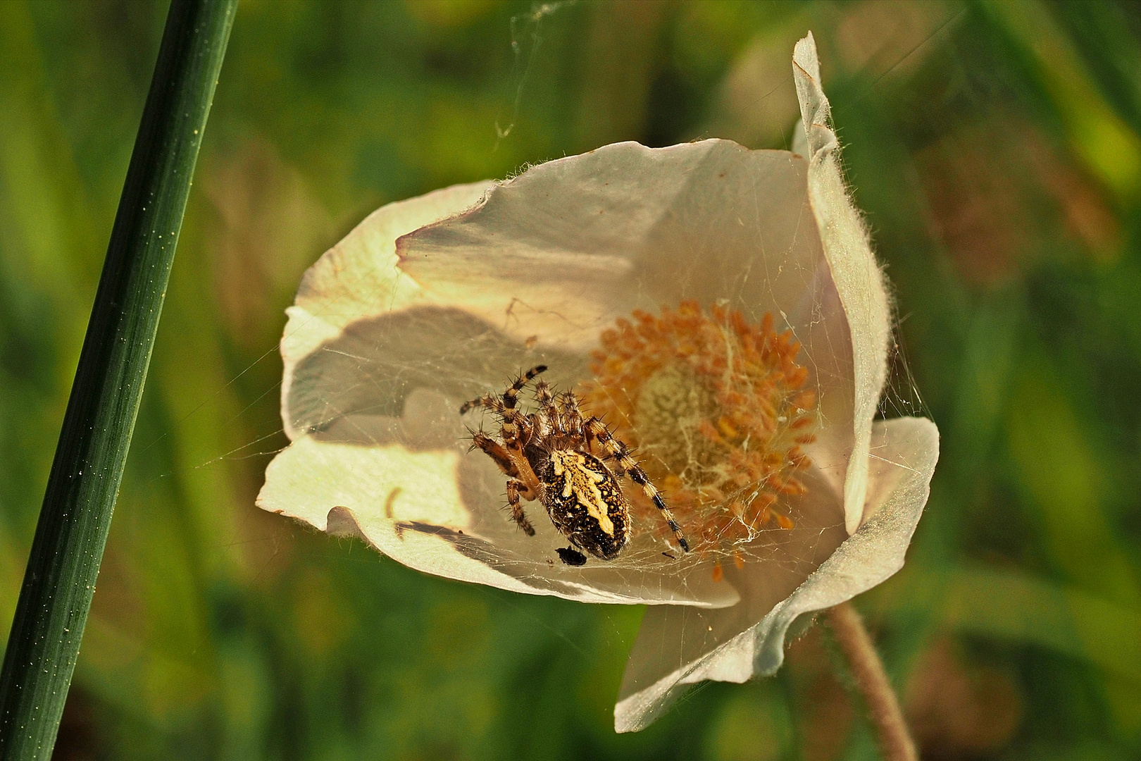 Eichblatt-Radspinne (Aculepeira ceropegia)