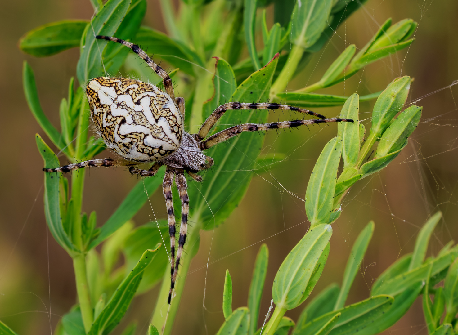 Eichblatt-Radspinne (Aculepeira ceropegia)