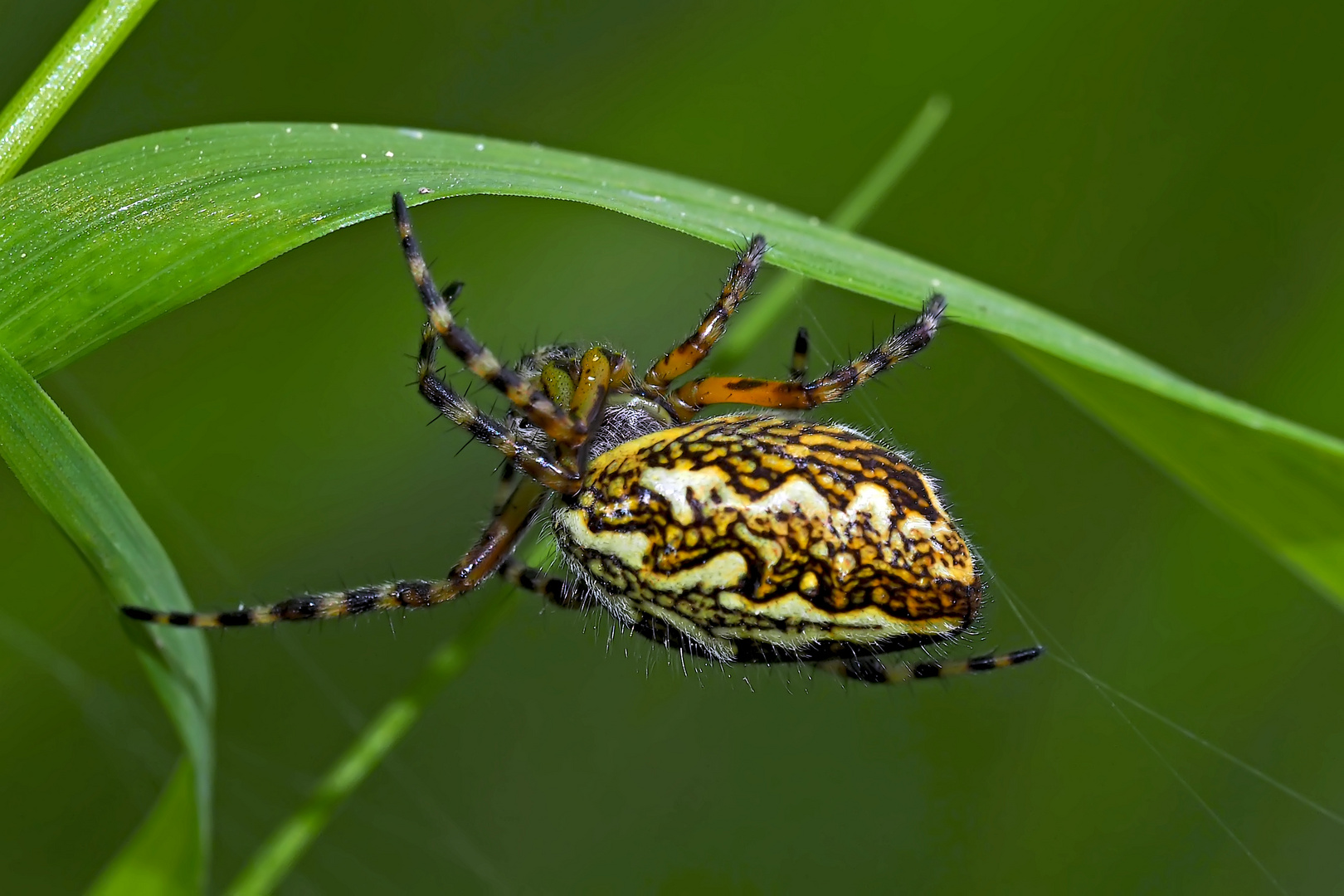 Eichblatt-Radspinne (Aculepeira ceropegia) - Une araignée dans l'herbe...