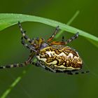 Eichblatt-Radspinne (Aculepeira ceropegia) - Une araignée dans l'herbe...