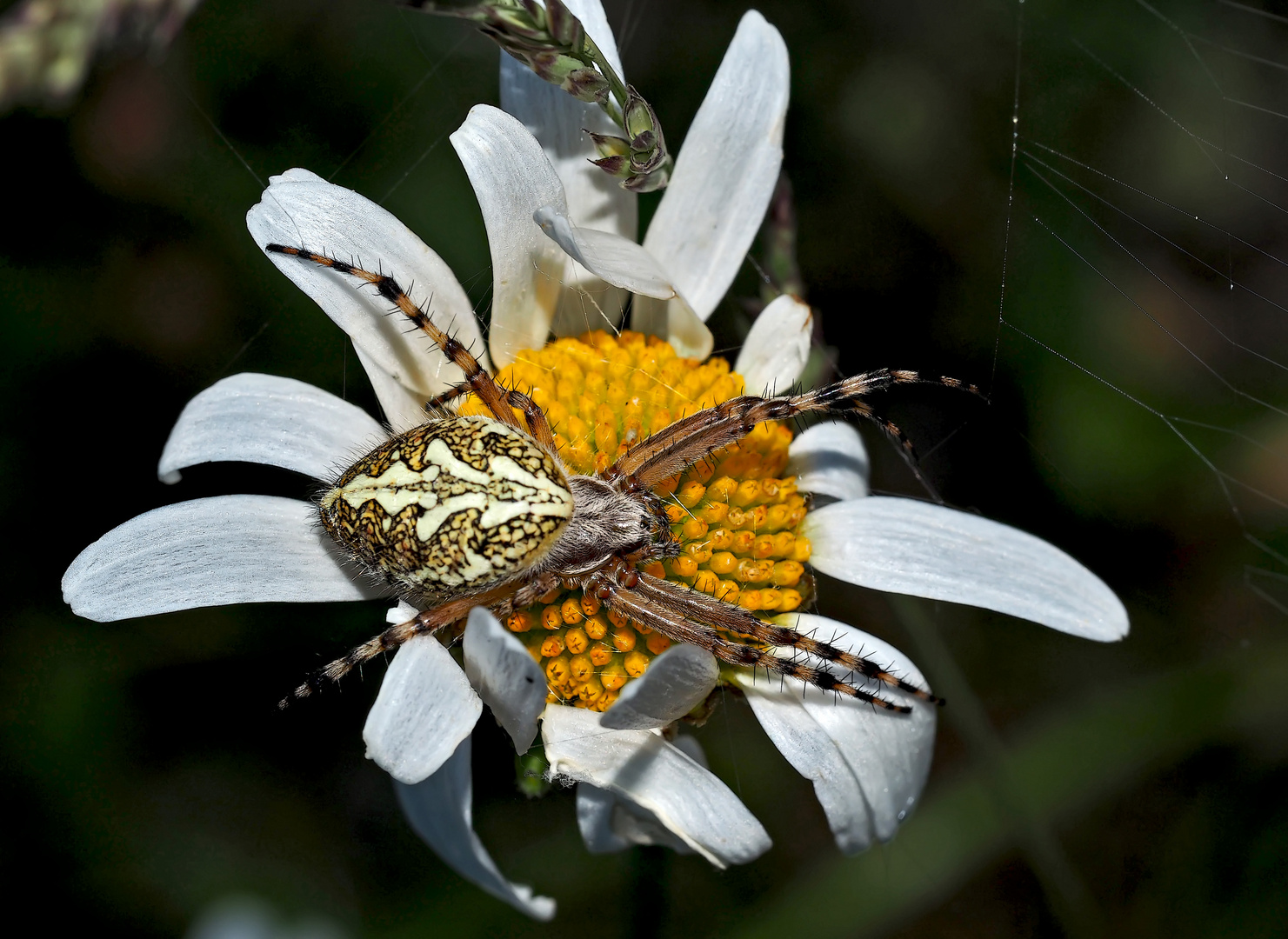 Eichblatt-Radspinne - Aculepeira ceropegia - Une femelle...*